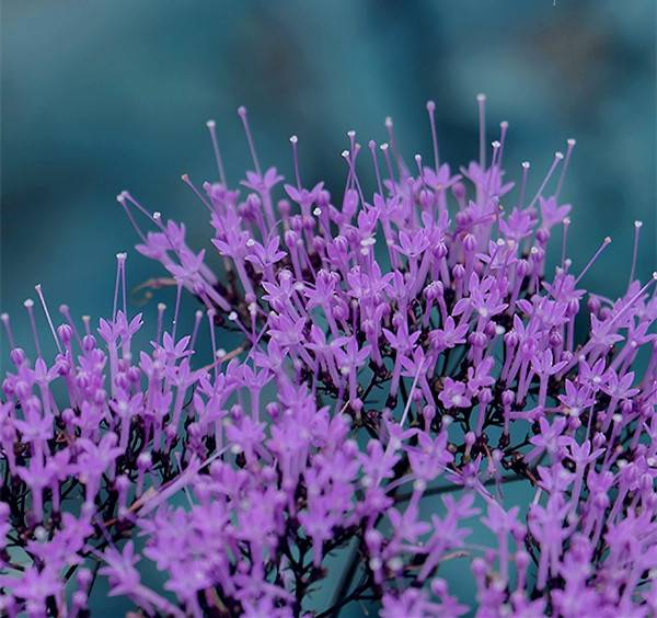 一往情深的夕雾 - 功圣花卉