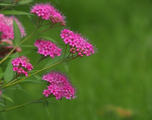一往情深的夕雾(图2)