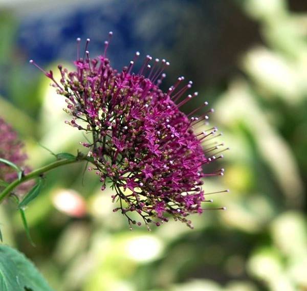 一往情深的夕雾(图3)