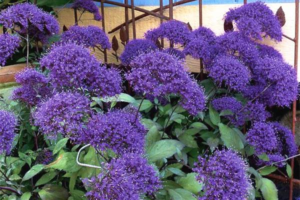 一往情深的夕雾(图4)