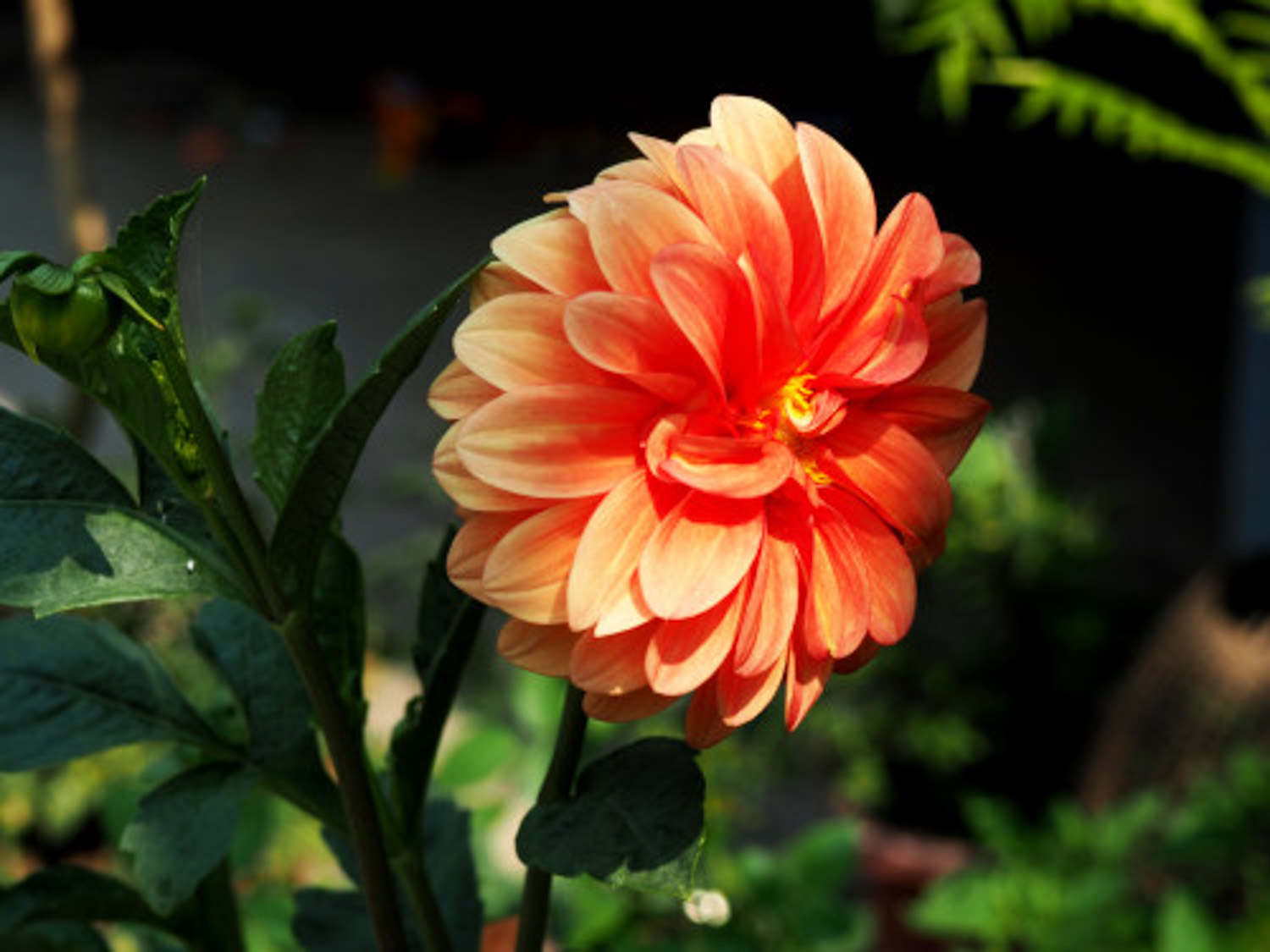 华紫大丽花(图2)