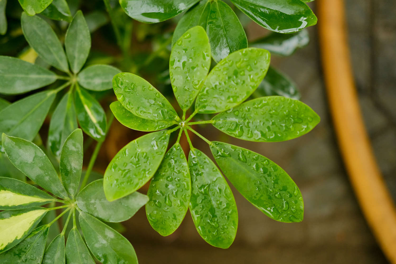 挺拔坚硬的大叶伞——鸭脚木 - 功圣花卉