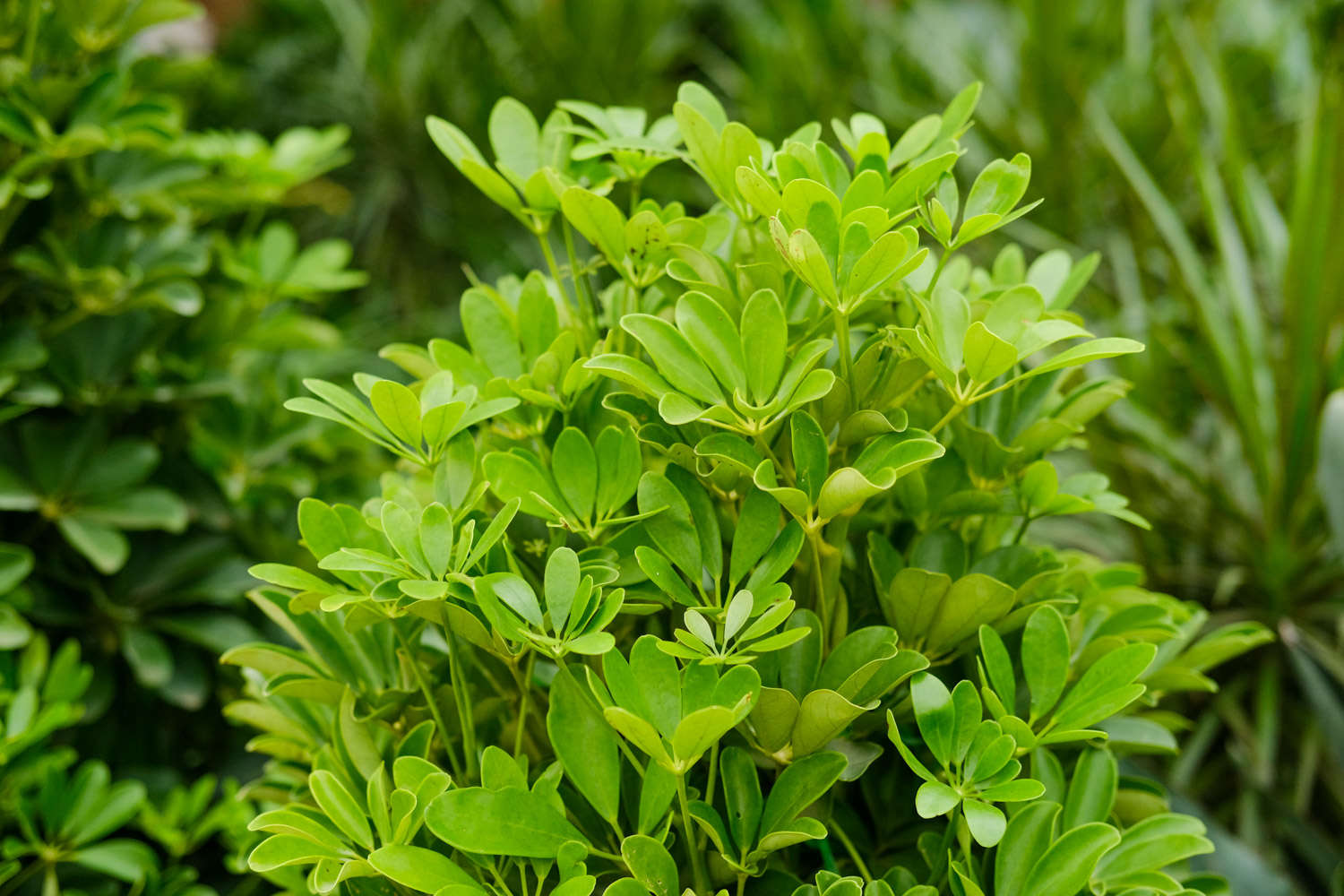 挺拔坚硬的大叶伞——鸭脚木(图2)