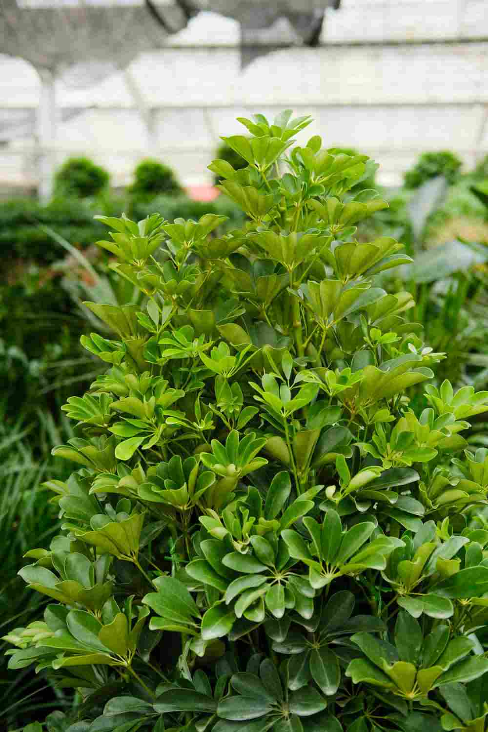 挺拔坚硬的大叶伞——鸭脚木(图3)