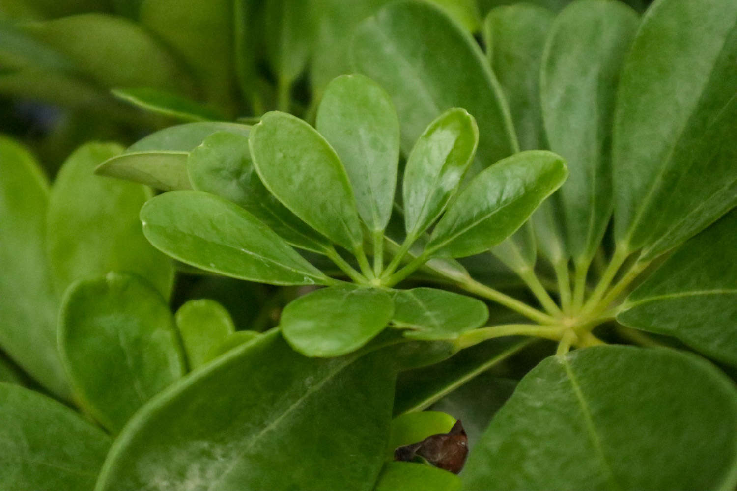 挺拔坚硬的大叶伞——鸭脚木(图4)