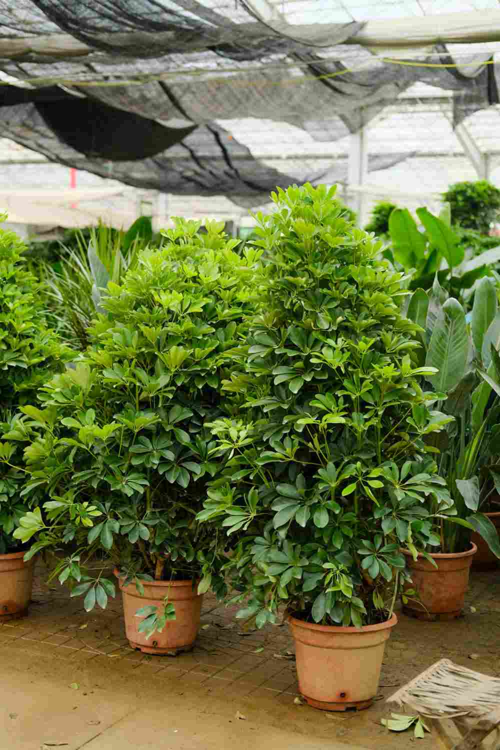 挺拔坚硬的大叶伞——鸭脚木(图6)