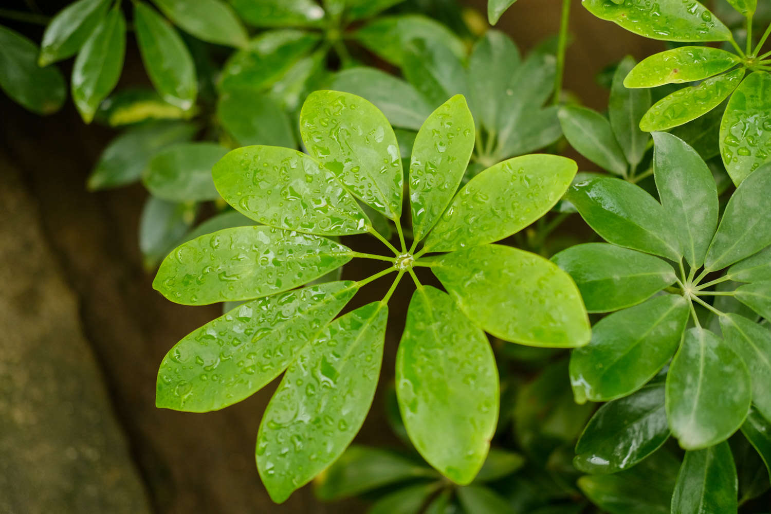 挺拔坚硬的大叶伞——鸭脚木(图7)