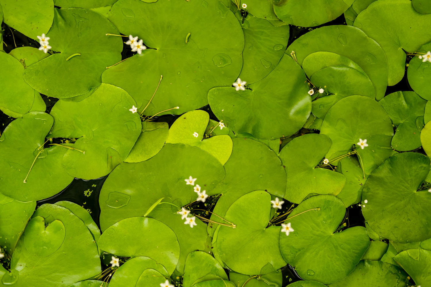 金银莲花——印度荇菜 - 功圣花卉