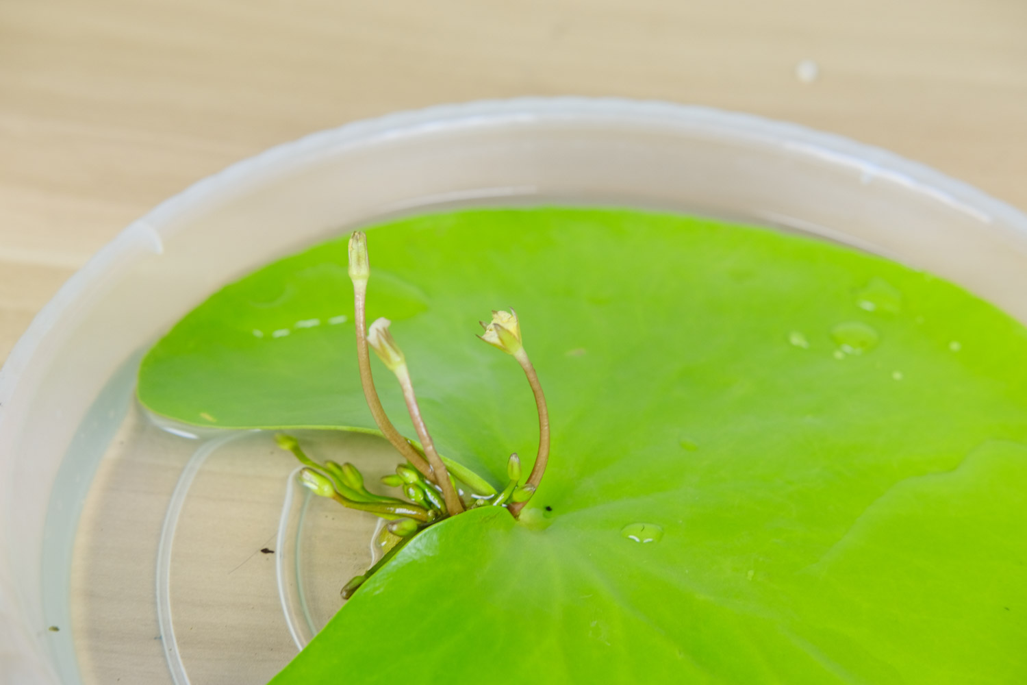 金银莲花——印度荇菜(图2)