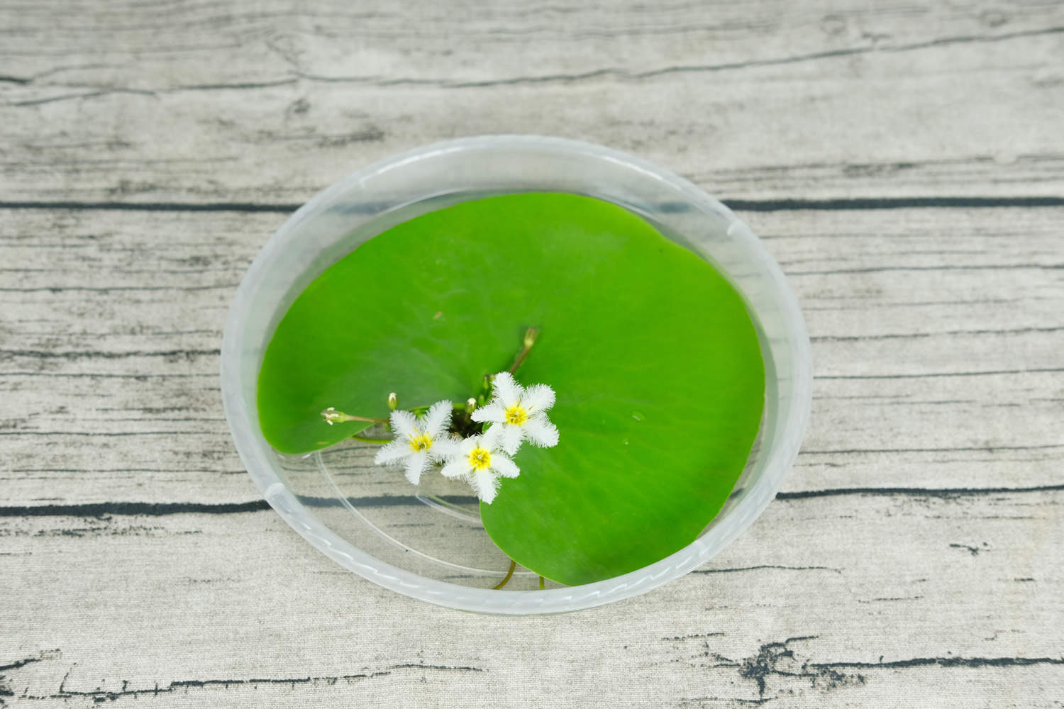 金银莲花——印度荇菜(图3)