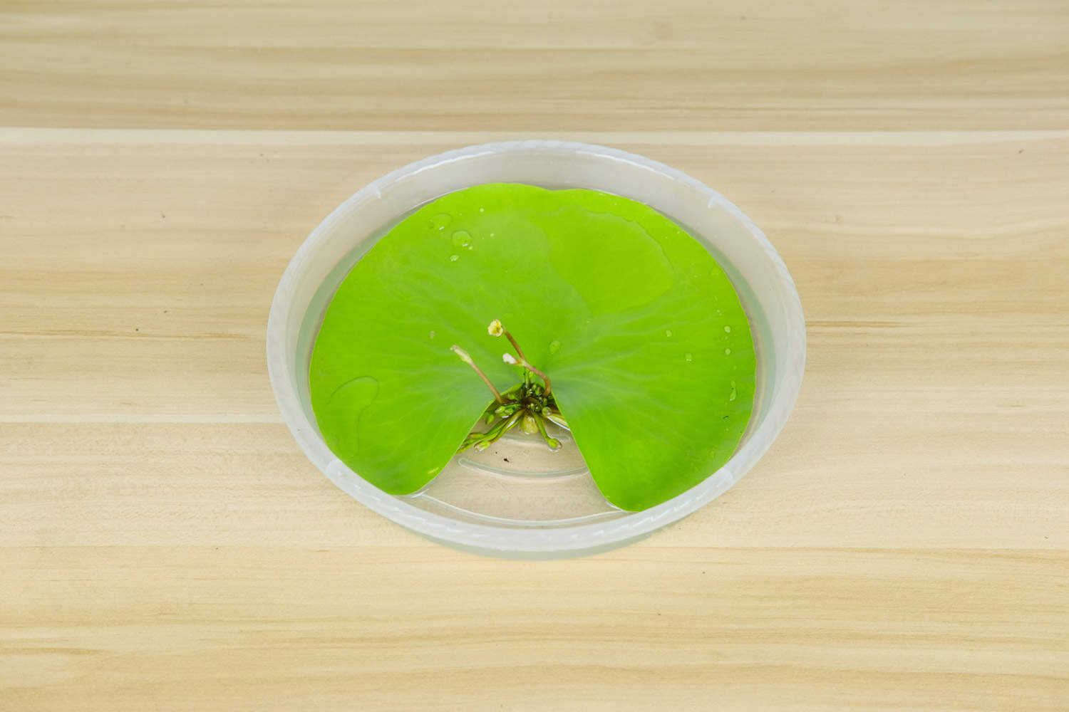 金银莲花——印度荇菜(图5)