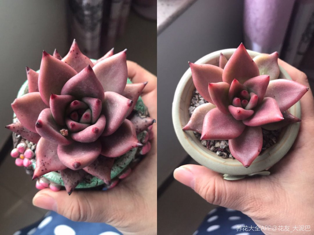 罗密欧，你的朱丽叶呢？ - 功圣花卉