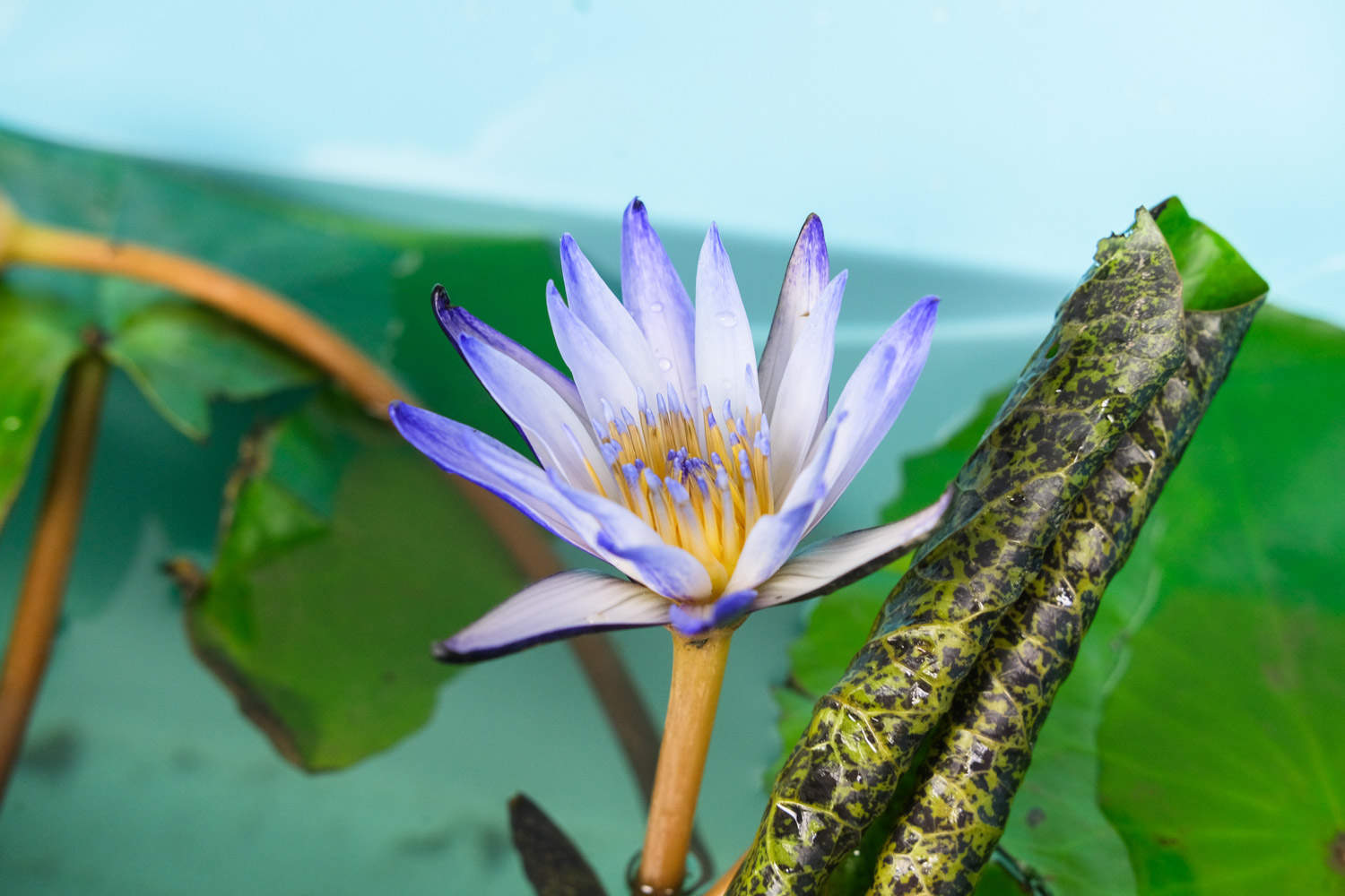 黄色温暖的睡莲(图2)