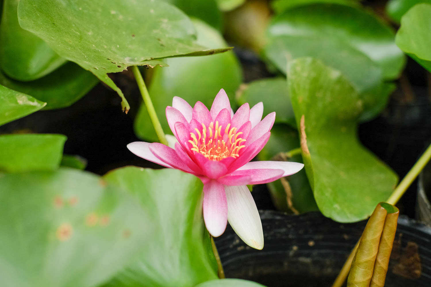 黄色温暖的睡莲(图4)