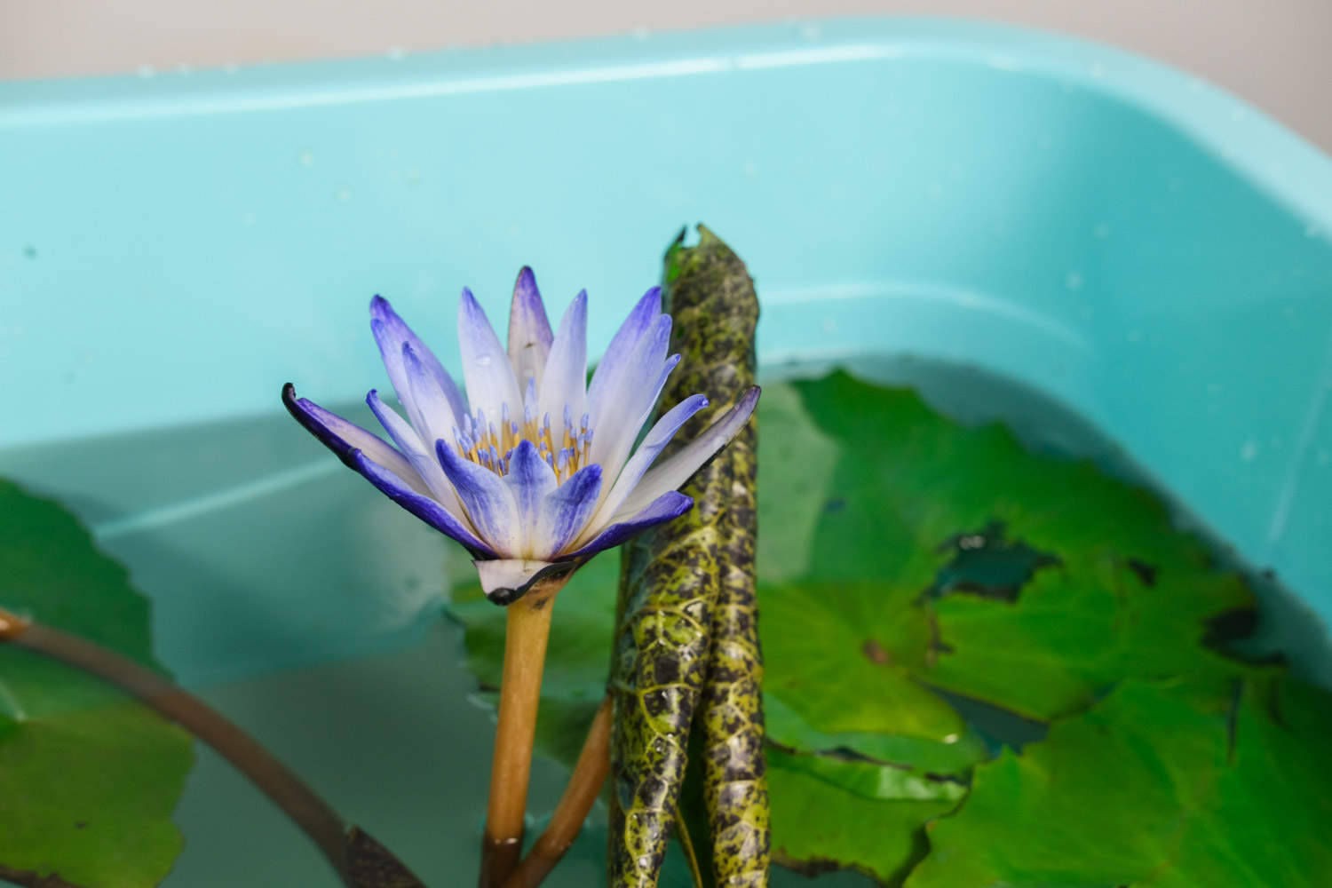 黄色温暖的睡莲(图5)