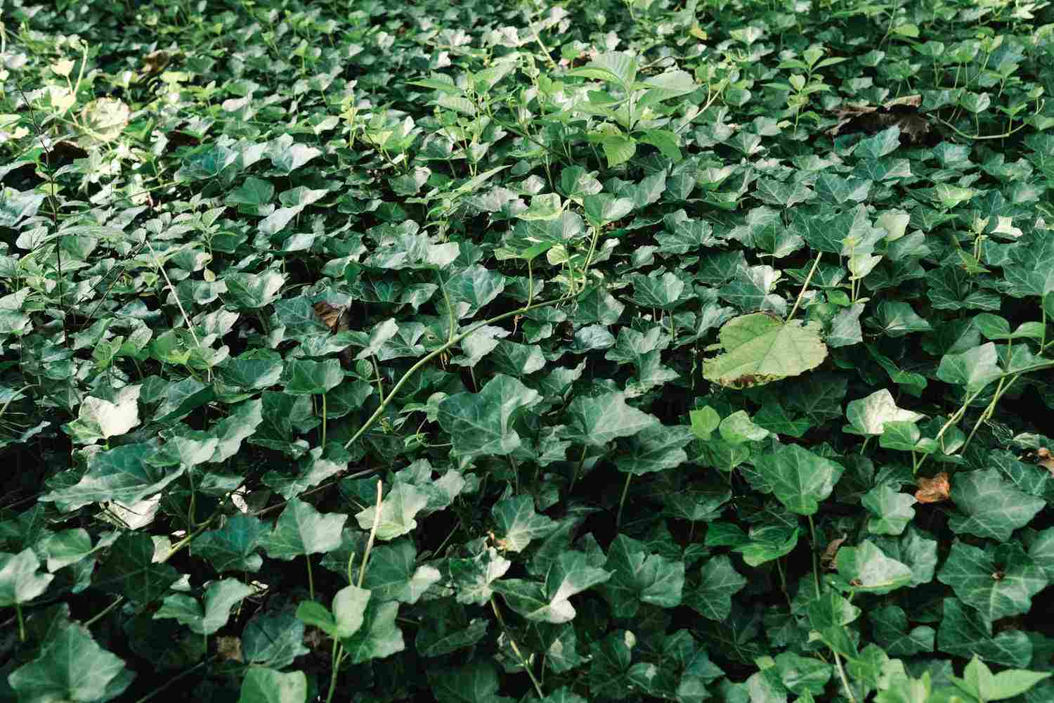 永远的春天——常春藤(图3)