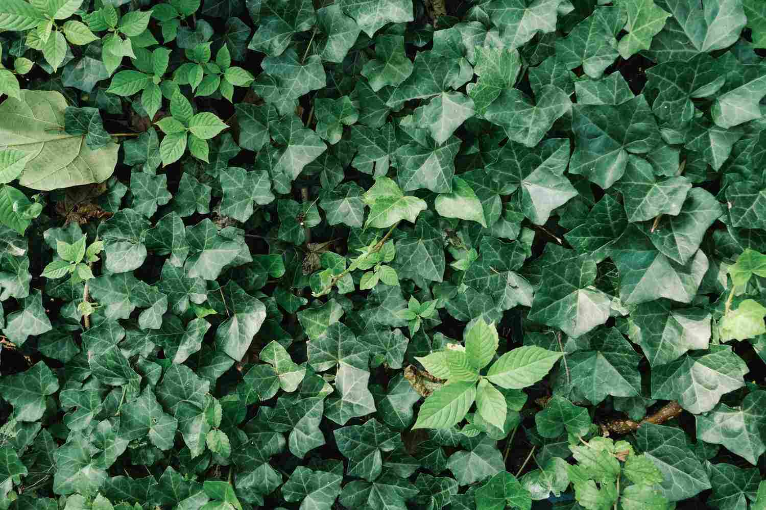 永远的春天——常春藤(图6)