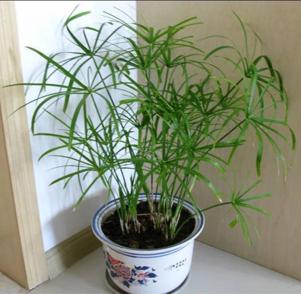 任尔东西南北风——旱伞草盆景(图2)