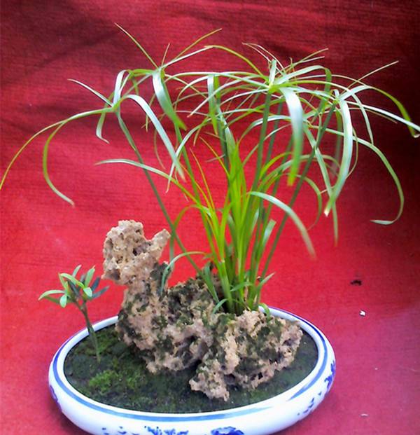 任尔东西南北风——旱伞草盆景(图3)