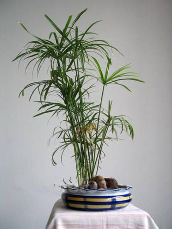 任尔东西南北风——旱伞草盆景(图4)