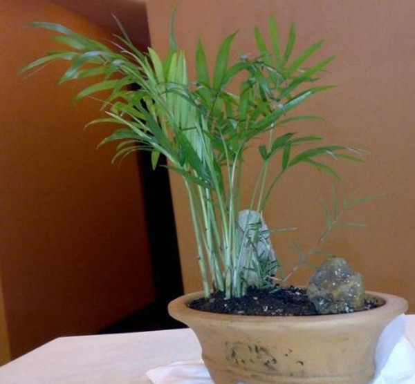 任尔东西南北风——旱伞草盆景(图5)