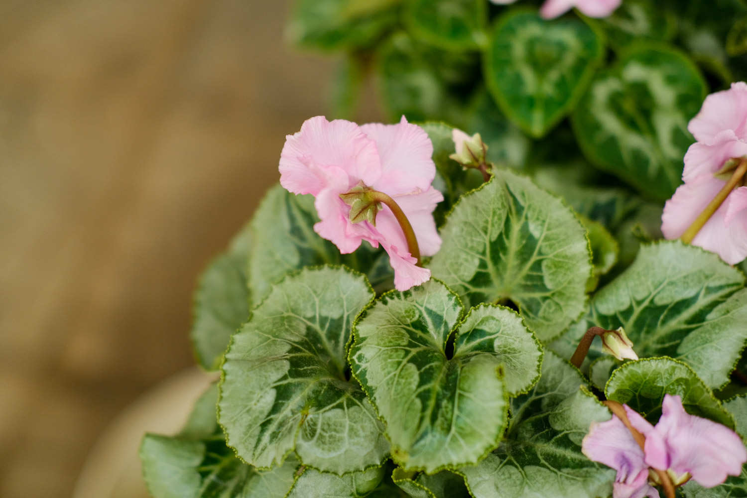 兔耳樱唇仙客来(图2)