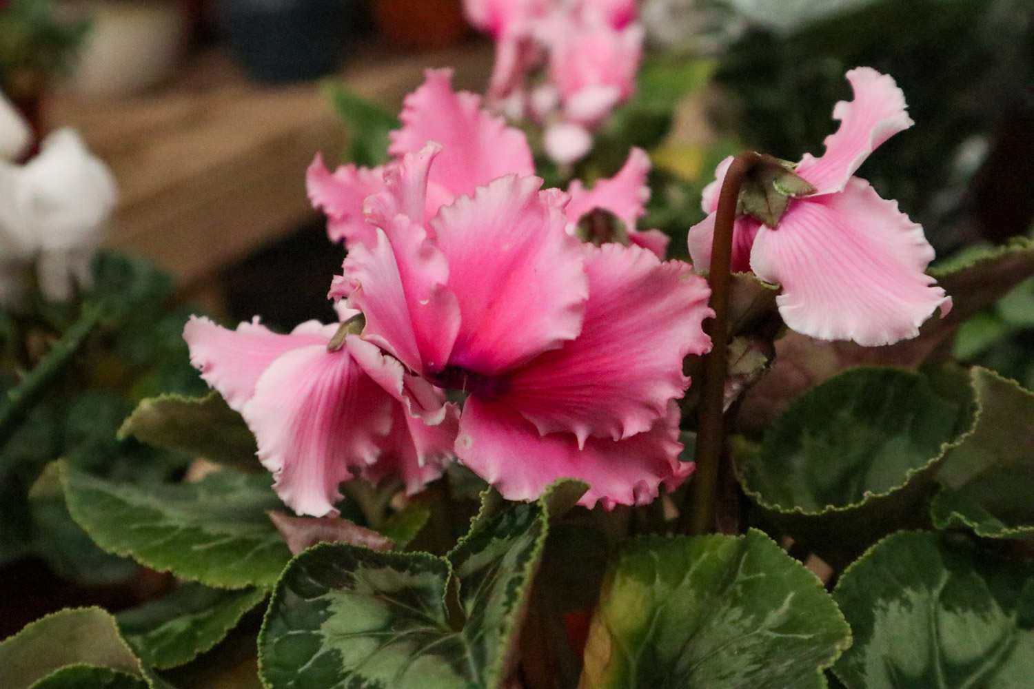 兔耳樱唇仙客来(图3)