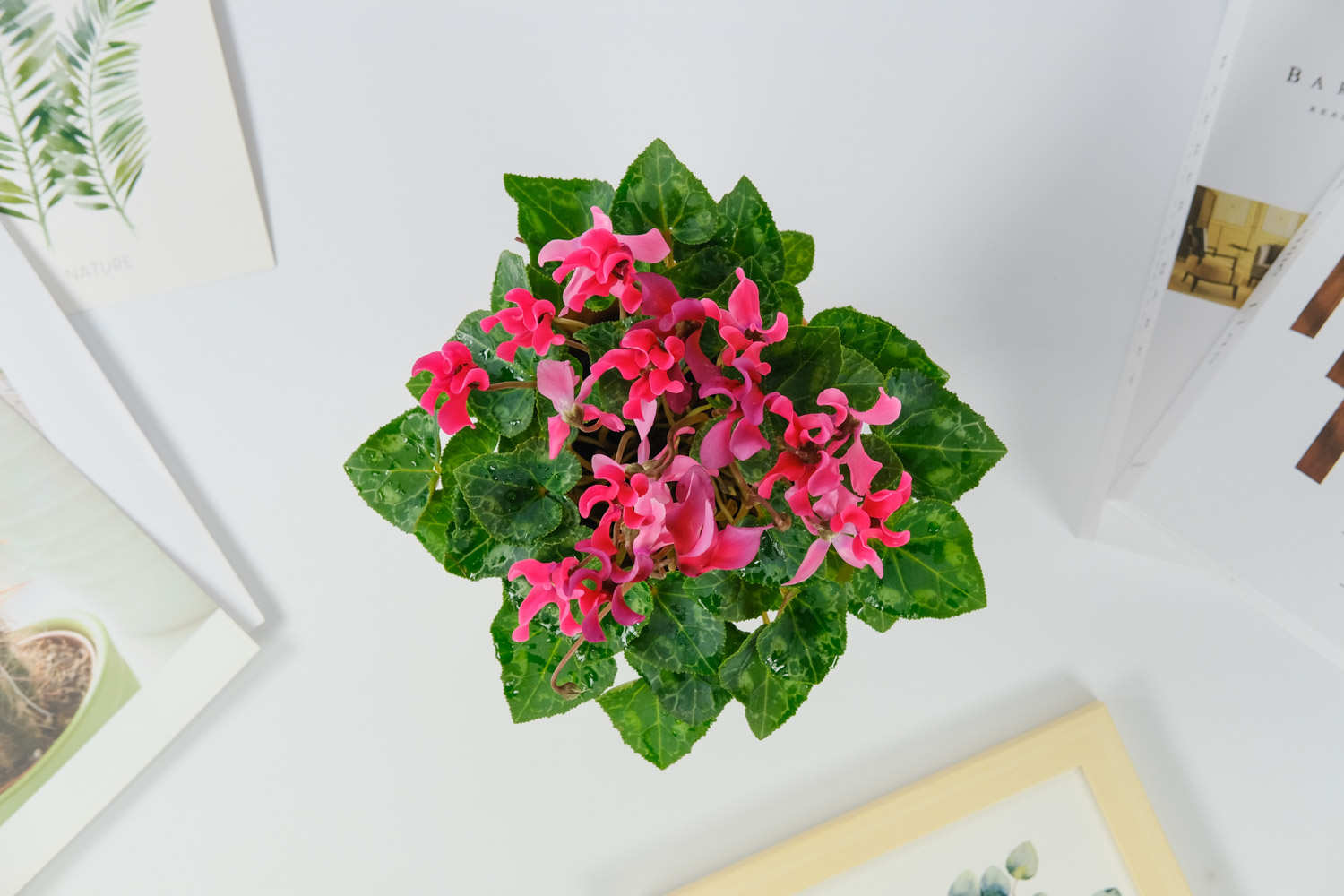 兔耳樱唇仙客来(图6)