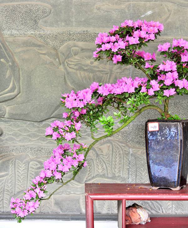 满山红杜鹃——杜鹃花盆景 - 功圣花卉