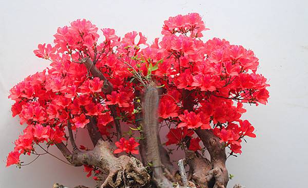 满山红杜鹃——杜鹃花盆景(图2)