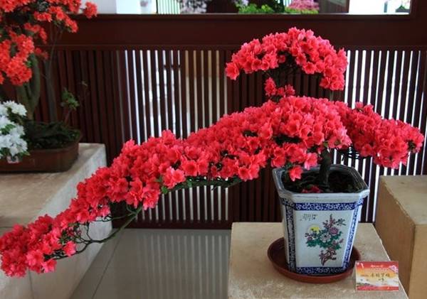 满山红杜鹃——杜鹃花盆景(图3)