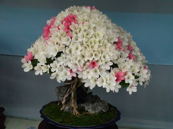 满山红杜鹃——杜鹃花盆景(图4)