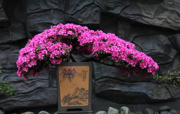 满山红杜鹃——杜鹃花盆景(图5)