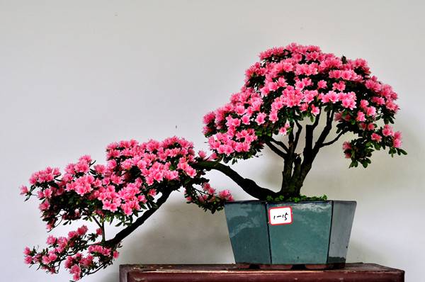 满山红杜鹃——杜鹃花盆景(图6)