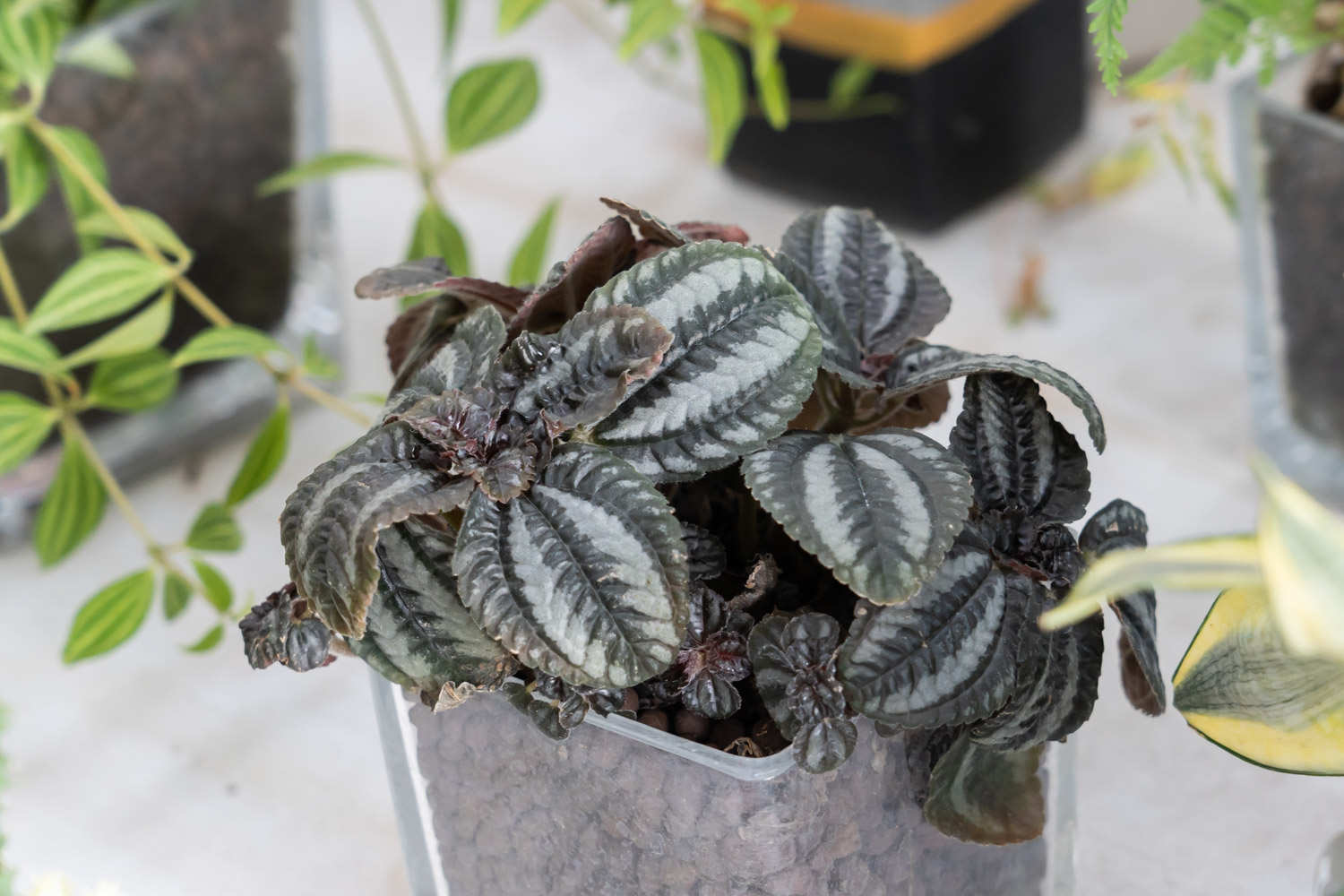 大自然的“礼花”——皱叶冷水花 - 功圣花卉