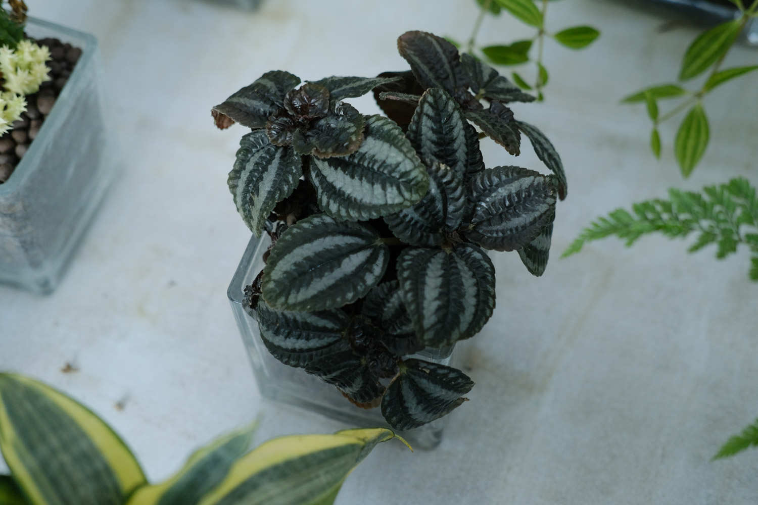 大自然的“礼花”——皱叶冷水花(图2)