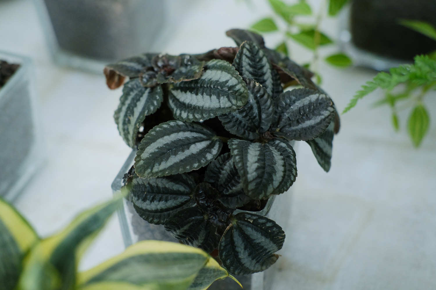 大自然的“礼花”——皱叶冷水花(图3)