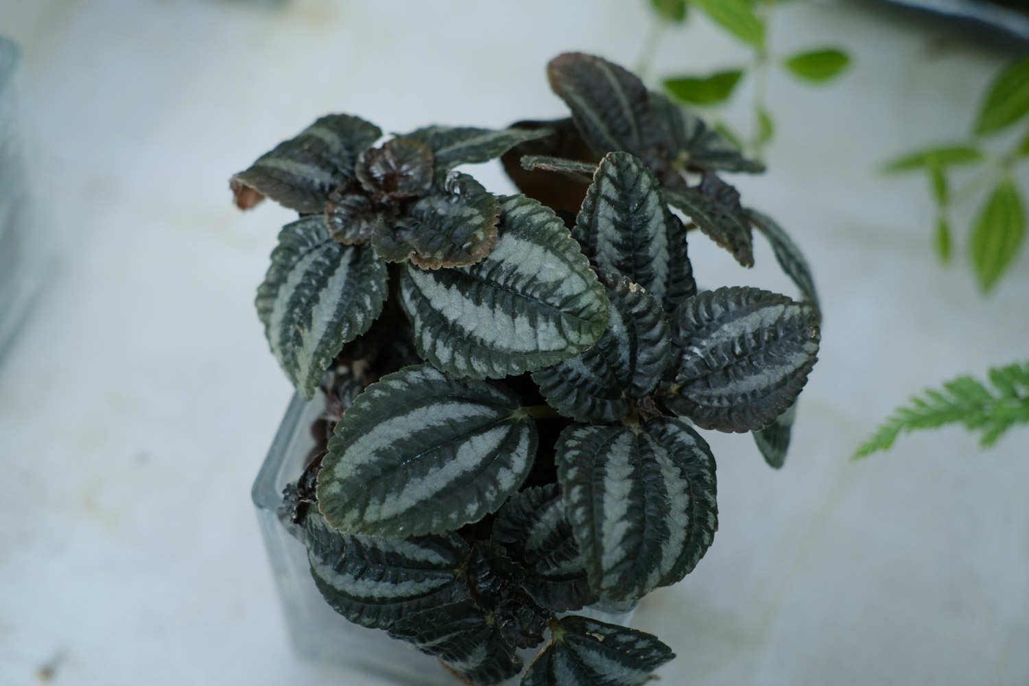 大自然的“礼花”——皱叶冷水花(图4)