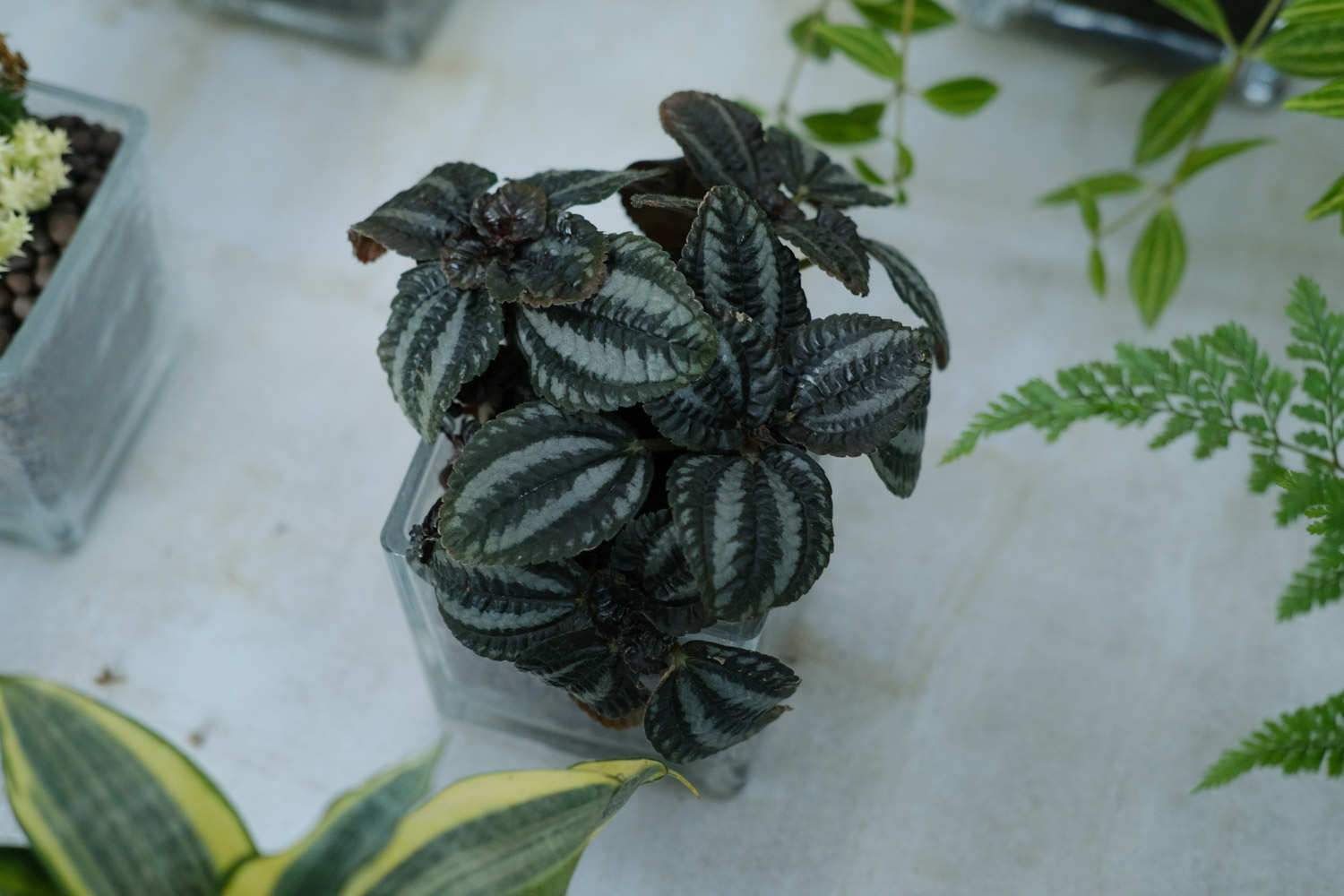 大自然的“礼花”——皱叶冷水花(图5)