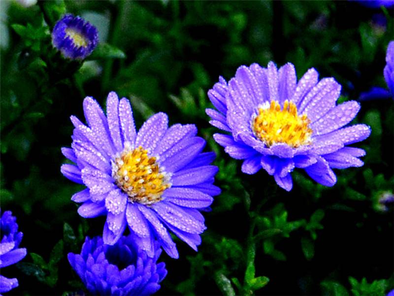 骆驼式的花卉——地被菊 - 功圣花卉