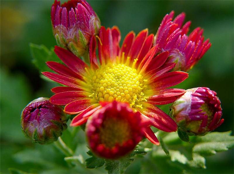 骆驼式的花卉——地被菊(图2)