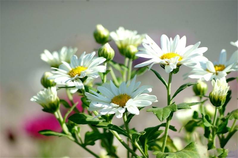 骆驼式的花卉——地被菊(图3)