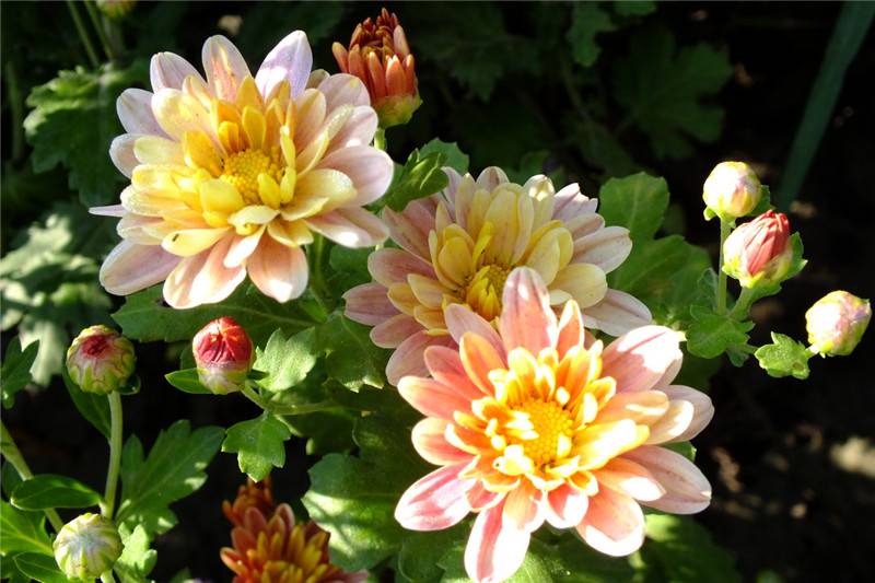 骆驼式的花卉——地被菊(图4)