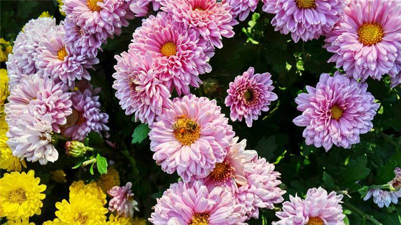 骆驼式的花卉——地被菊(图5)