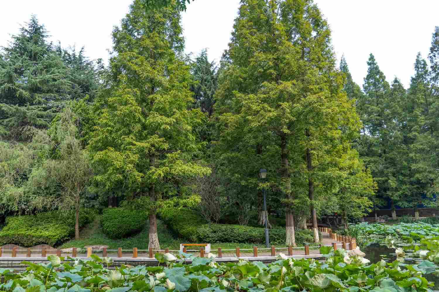 植物王国的活化石——水杉盆景(图2)