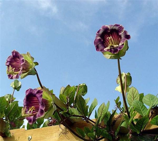 我愿做个电灯泡，照亮整个大自然 - 电灯花(图2)