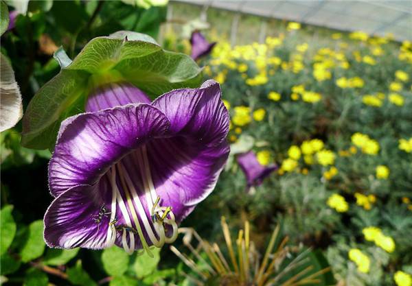 我愿做个电灯泡，照亮整个大自然 - 电灯花(图4)