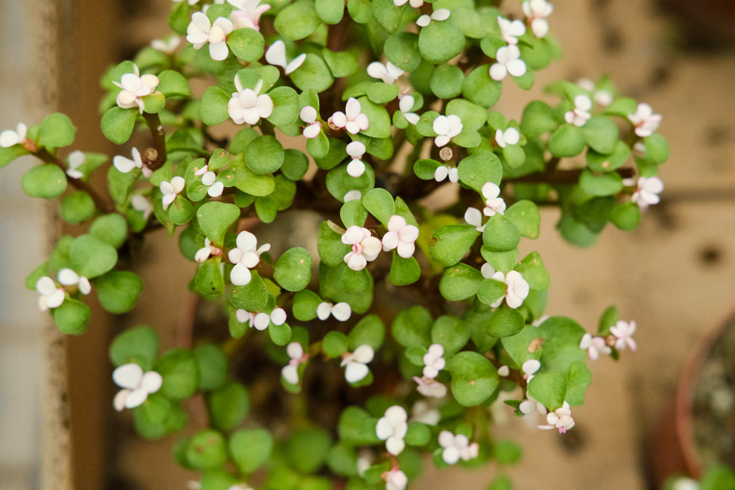 永结同心，金枝玉叶——盆景(图3)