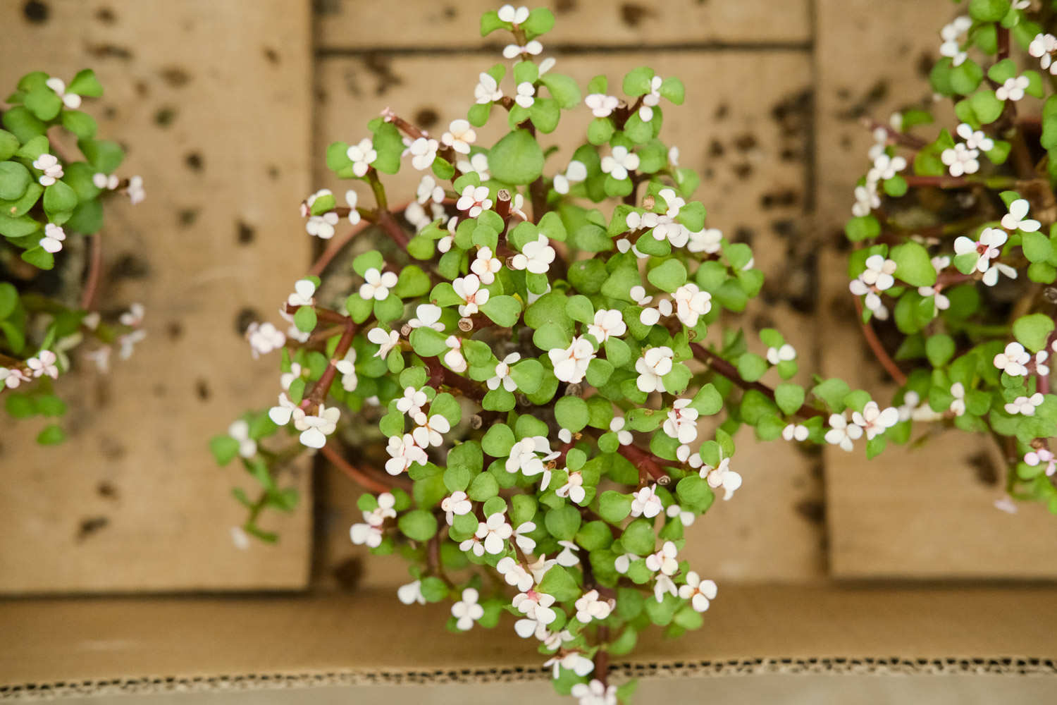 永结同心，金枝玉叶——盆景(图4)