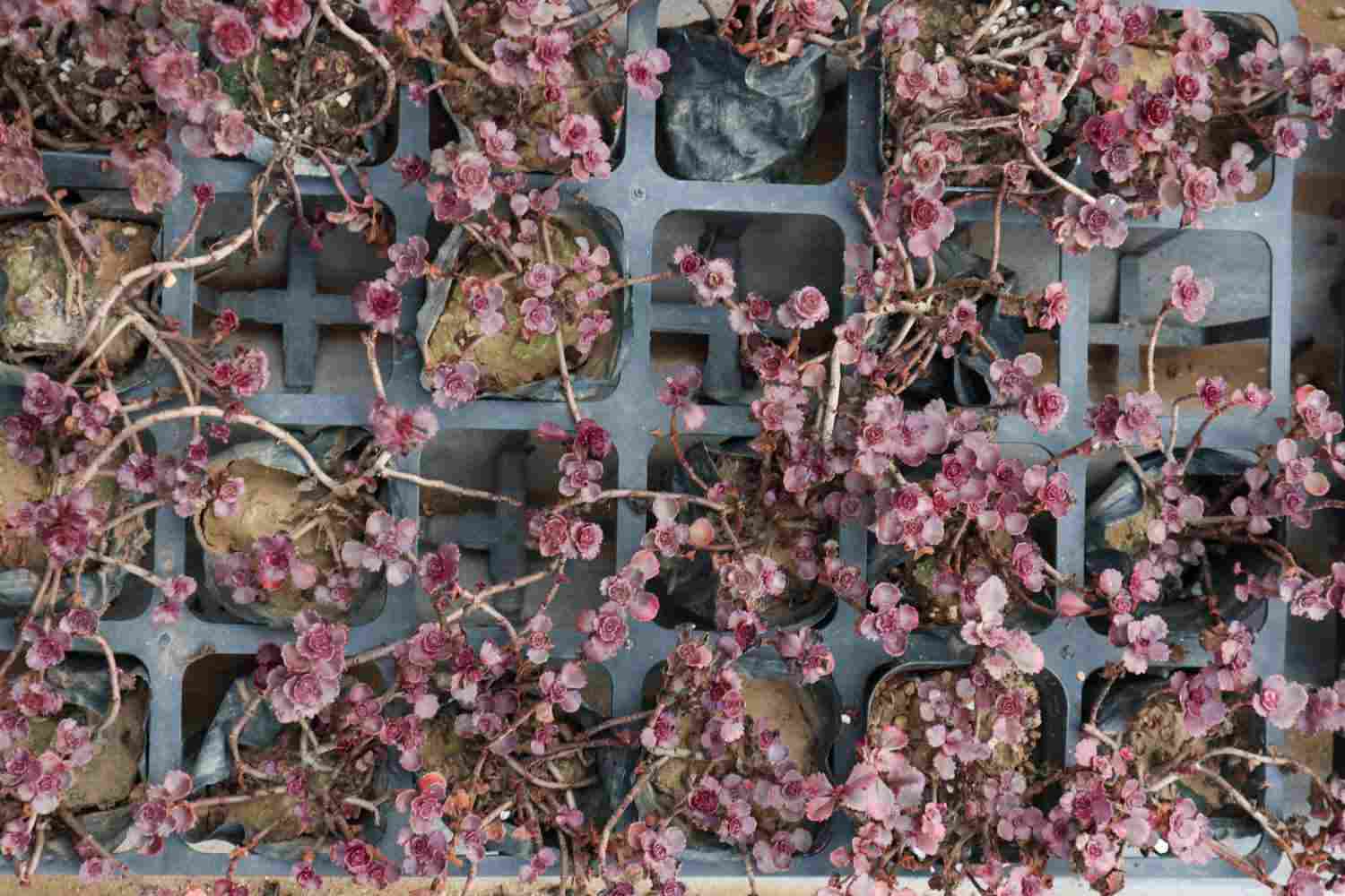 小球玫瑰美图欣赏 - 功圣花卉